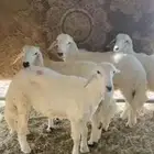 4 طليان فل الفل للبيع