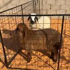 خروف و رخل للبيع