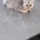 انثى سكوتش ستريت ل التبني