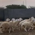 رخال مقنى وذبح مقفله