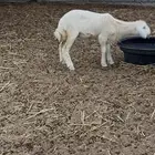 نعجه متبوعه برخل