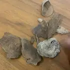 عود سيلاني مميز للبيع