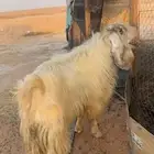 معزا بفحلها