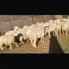 رخال وضأن حريات إمراح واحد خوات بعض العدد56