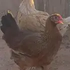 دجاج تركي بصحة جيدة