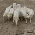 طليان