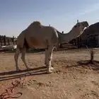 بعير عووني كفوو