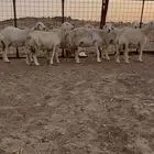 ضان حريه دفيعع شرط على ولادة