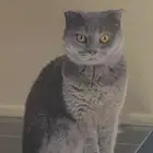 للتبني 2 قط سكوتش فولد كلهم ايناث