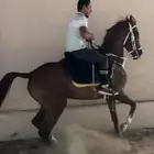 فرس طربب شعبيه