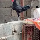 دجاج اسود للبيع