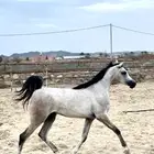مهره شعبيه من فواخر الشعبيات