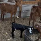 معزا محايليات دهم