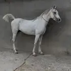 حصان شعبي كفو