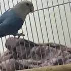 روز ذكر منتج