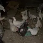 دجاج بلدي