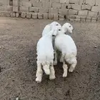 ارخال فل شحم للبيع