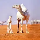 خلفه للبيع لقحه للبيع ضريبه للبيع ضرايب للبيع شقحا وضحا صفر