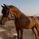 مهر واهو