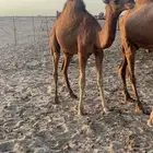 قعود شحم فاخر