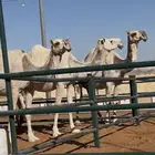للبيع لقحات في سوق طويق