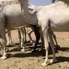 بكره باتليه كفو