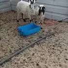 للبيع رخال رفيدي