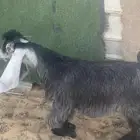 تيس طيب للبيع