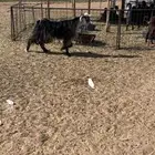 تيس عارضي ثني فحل وطيب والحد يسر