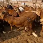 طليان سواكن حمريات مرابي 3 شهور اوزان عاليه