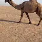 ابعير كفووو