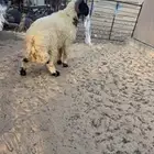 خروف نعيمي شرط القريع
