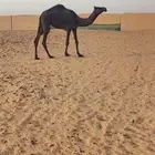 بكره