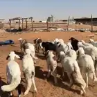 سواكن مرابي