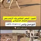 بعير للبيع
