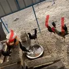 ديوك بلديه للبيع مهجن وعادي