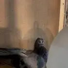 جوز كوري منتج