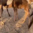 بكره لباني