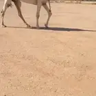 للبيع الضريبه الطيبه على شروط