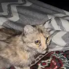 قطط بساس قط غريب