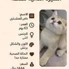 سكوتش بيور