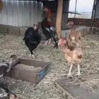 دجاج باكستاني وصيصان