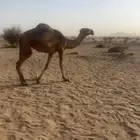 بكرة صفرا حقه عليانيه