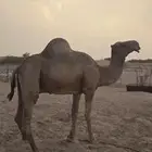 بعير آركي للتفاصيل على الرقم واتساب