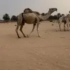 ناقه