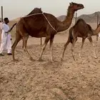 خلفة ساحليه منيحة تعبي ام 60