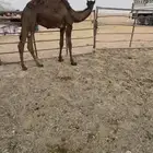 قعدان مجاهيم فل شحم