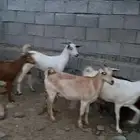 ماعز مراح واحد
