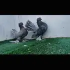 زوج كرنقو بودره