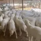 خرفان كفوا